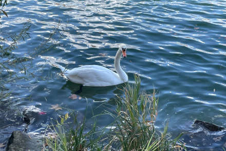 ローヌ川の白鳥
