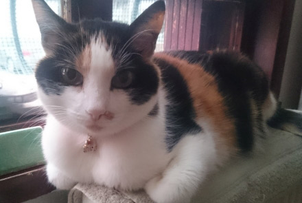 マーシャ記念日 '25